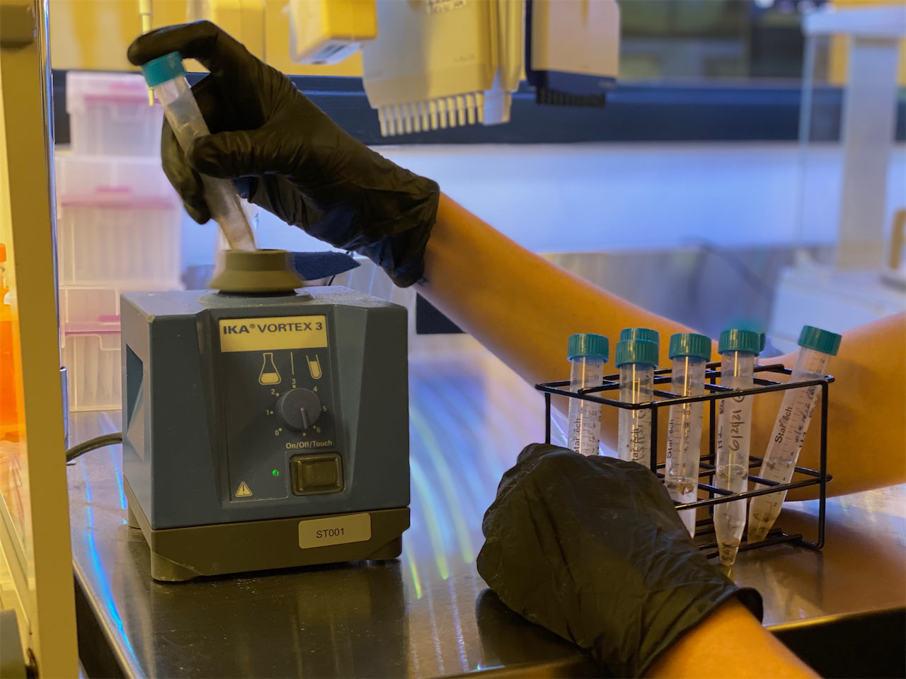 准备用于实验室培养的蜜蜂微生物样本 / Preparing bee microbial samples for lab culturing