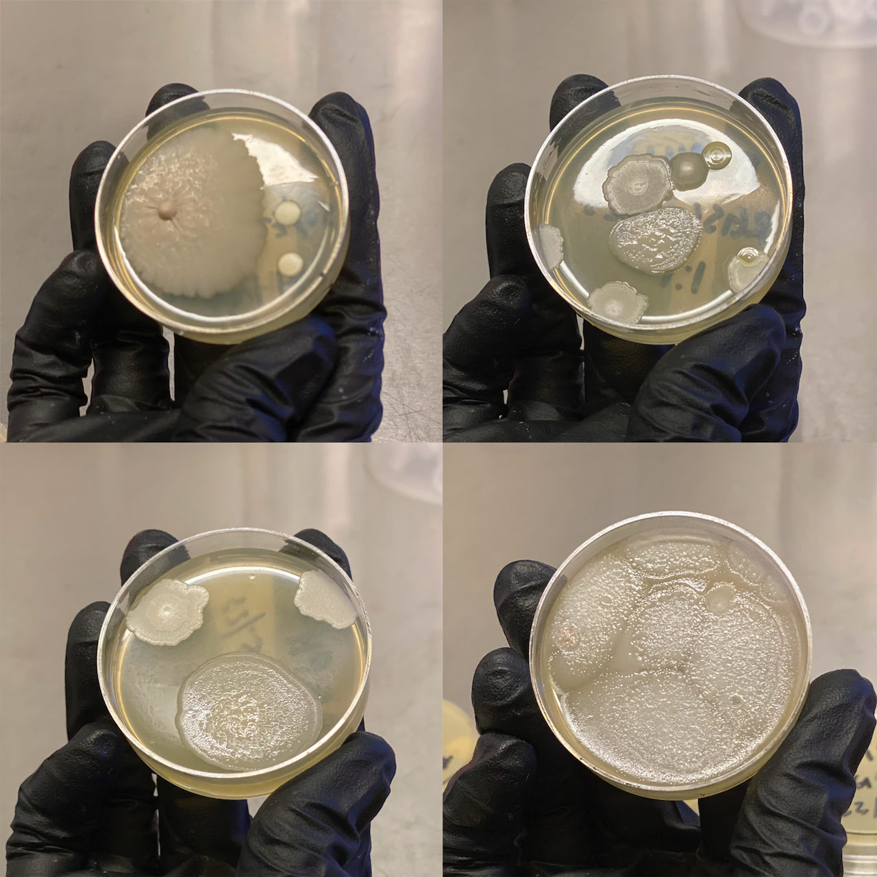 在纽约的蜂蜜样本中发现的天然存在的微生物菌株 / Naturally occurring microbial strains found in NY honey samples