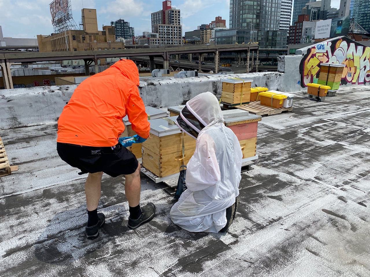 探访纽约市屋顶蜂巢，收集蜜蜂样本 / Visiting NYC rooftop hives, collecting bee samples