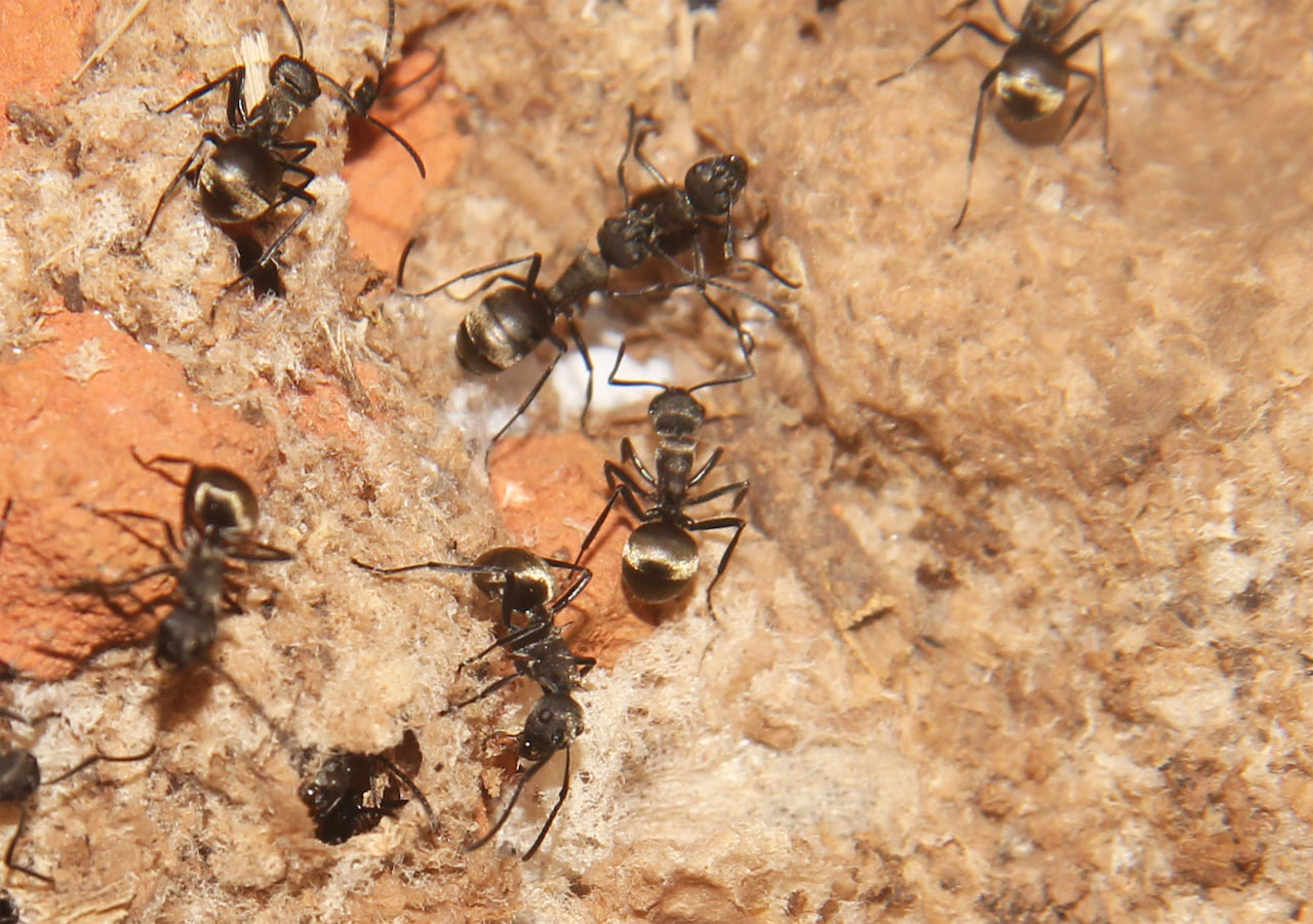 双齿多刺蚁通过分泌丝线将红火蚁的废弃蚁巢改造成适合自己居住的巢穴
