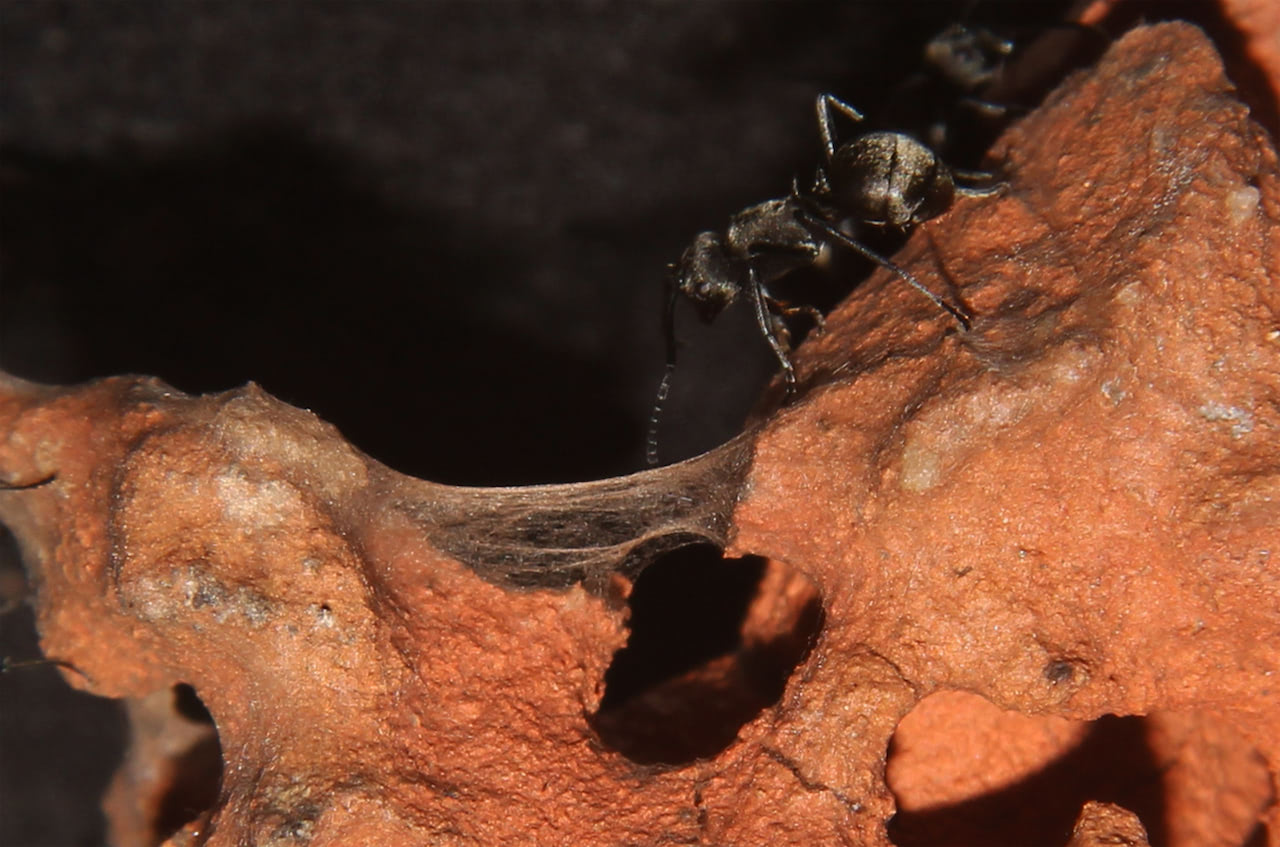 双齿多刺蚁幼虫分泌的丝线