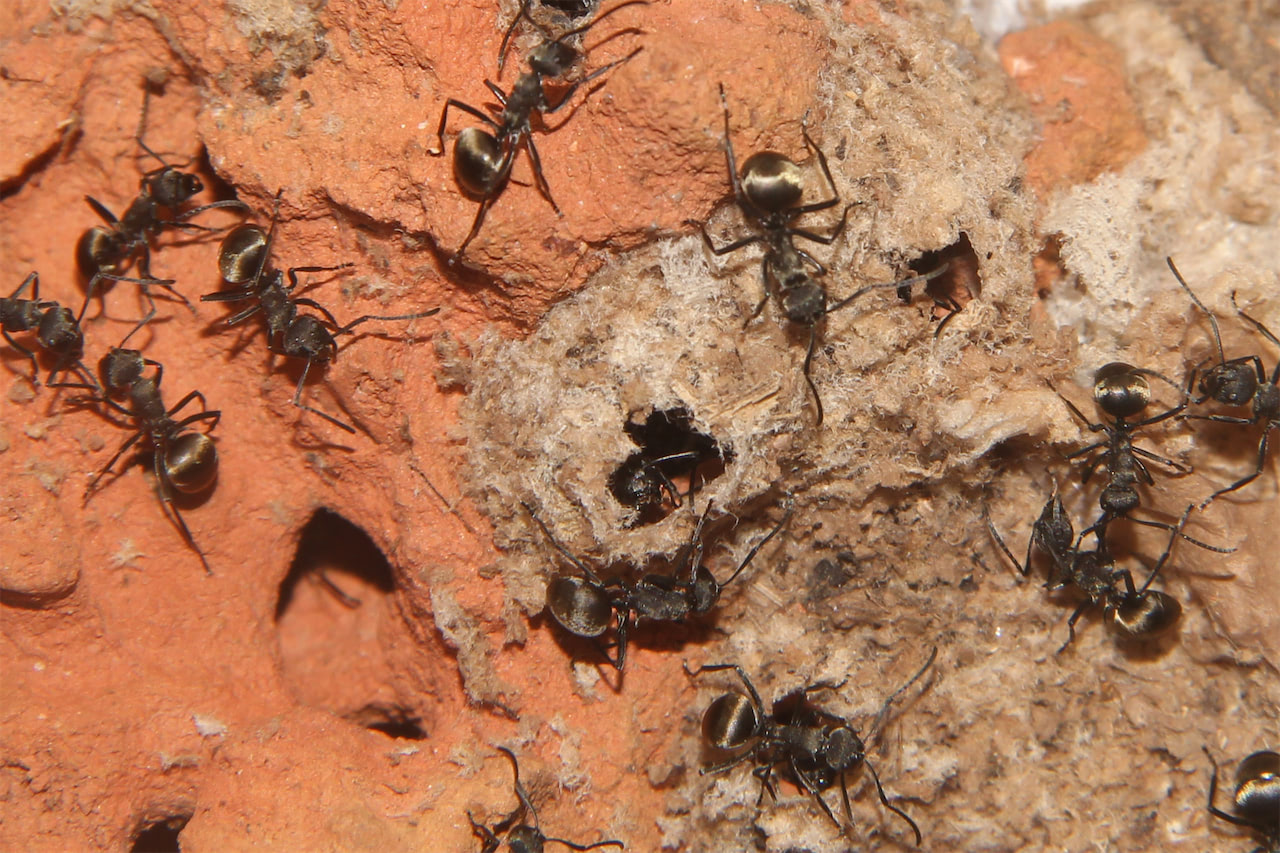 双齿多刺蚁通过分泌丝线将红火蚁的废弃蚁巢改造成适合自己居住的巢穴